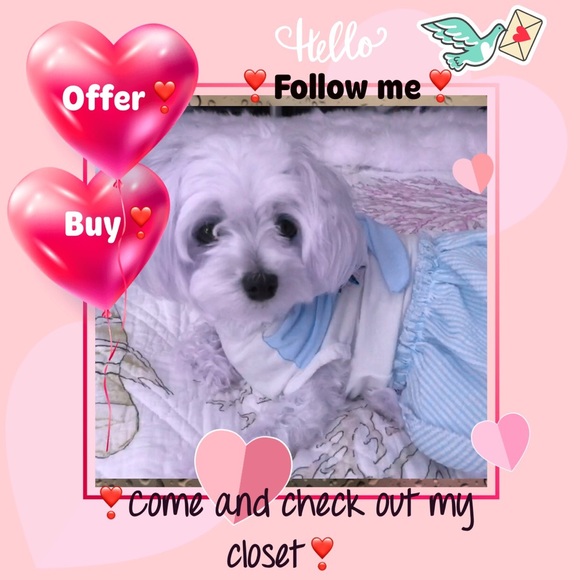 🌹🐾MEET ZARA, MY POSH ASSISTANT🐾🌹 - Picture 2 of 5